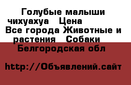 Голубые малыши чихуахуа › Цена ­ 25 000 - Все города Животные и растения » Собаки   . Белгородская обл.